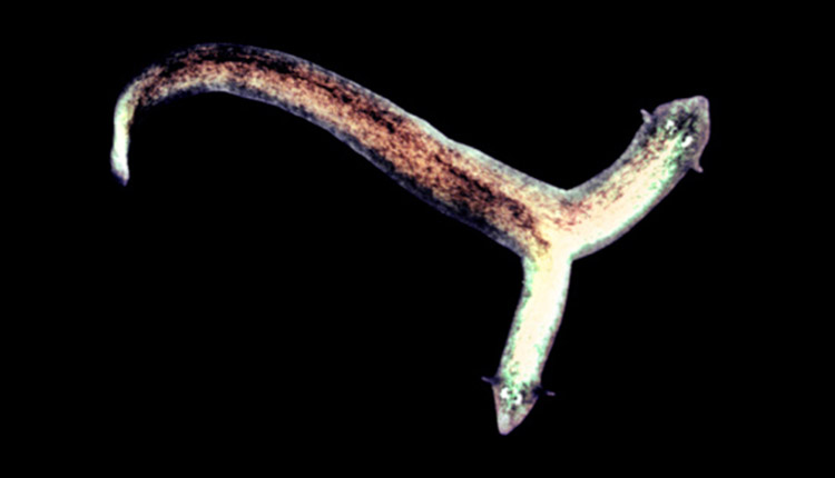 Two-Headed Flatworm